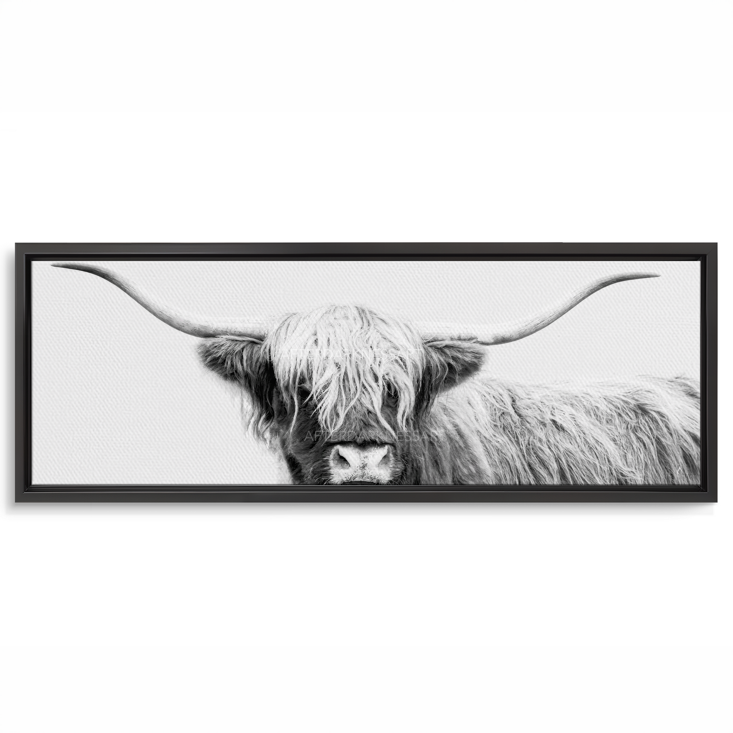 HIGHLAND COW CANVAS "UNDER WHITE SKIES" PANORAMIC