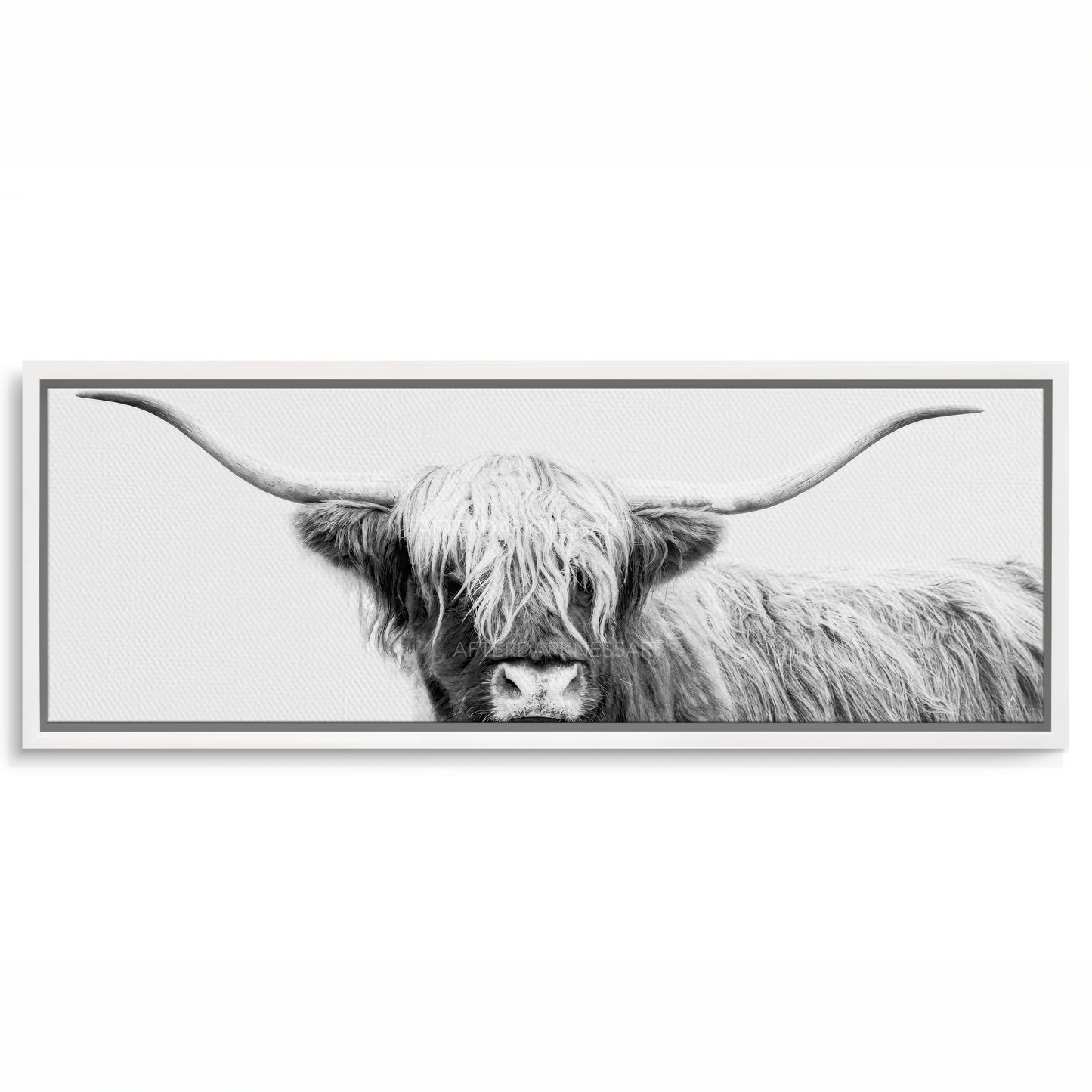 HIGHLAND COW CANVAS "UNDER WHITE SKIES" PANORAMIC